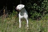 DOGUE ARGENTIN 069